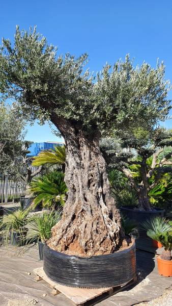 Cultivez des oliviers d'exception avec Palm'Arès, spécialiste à Arès sur le Nord Bassin