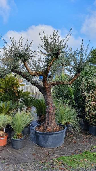 Palm'Arès : Des oliviers d’exception pour sublimer votre jardin à Arès 