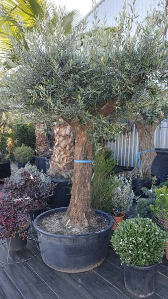 L’olivier au cœur de votre jardin avec Palm'Arès, spécialiste à Arès