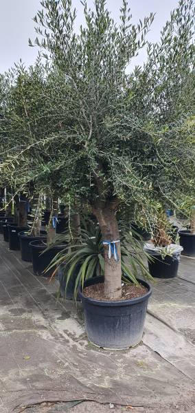 Aménagez votre jardin avec des oliviers grâce à Palm'Arès, spécialiste à Arès 