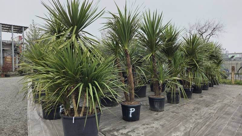 Aménagement de jardin avec oliviers et palmiers sur le Bassin d’Arcachon