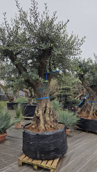 Choisir des plantes adaptées au climat du Bassin d’Arcachon pour son jardin