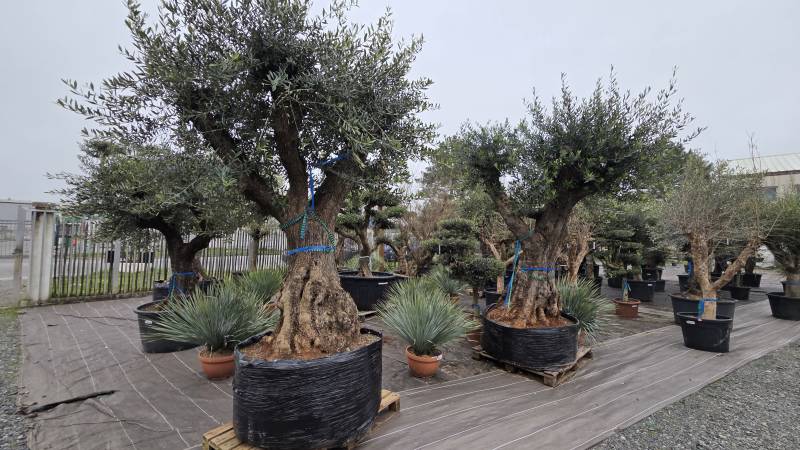 Palm Arès, jardinerie et paysagiste à Arès pour la création de jardins sur mesure