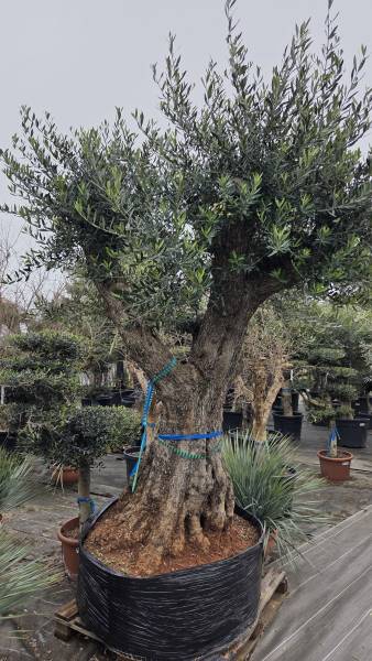 Où acheter des oliviers et palmiers à Arès pour aménager son jardin au printemps