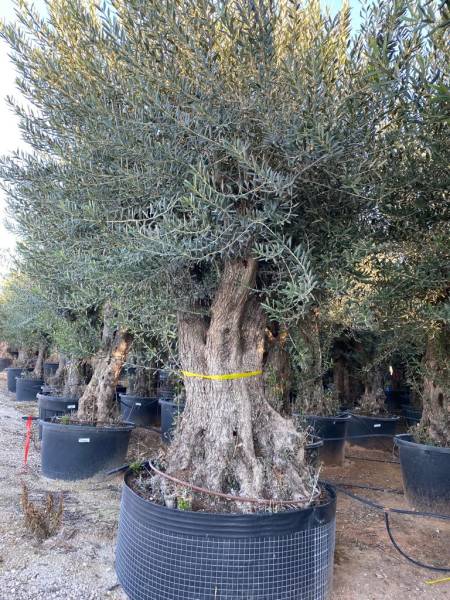 Palm'Arès : L’olivier, une touche méditerranéenne pour votre jardin à Arès sur le Nord Bassin