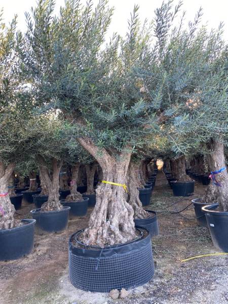 Spécialiste de l’olivier à Arès sur le Nord Bassin : Palm'Arès, créateur de jardins authentiques