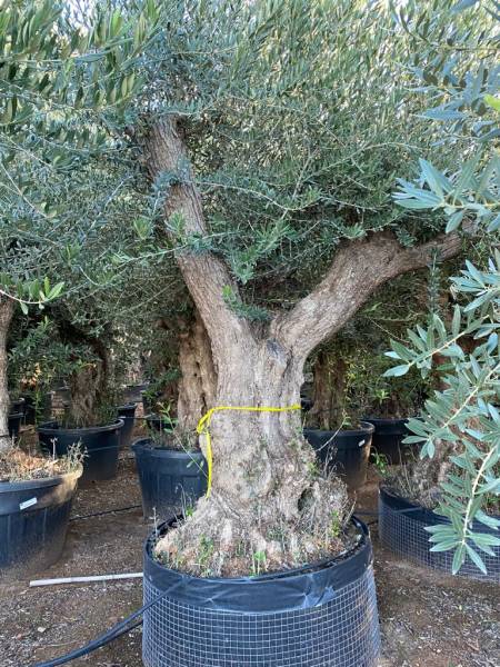 Palm'Arès : Votre expert en oliviers à Arès sur le Nord Bassin pour un jardin intemporel